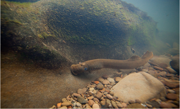 habitatfish