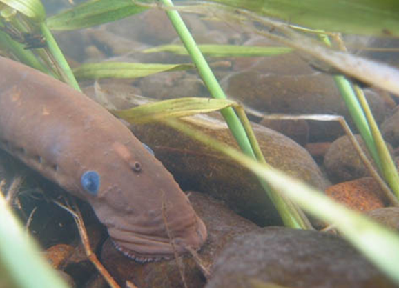 habitatfish2