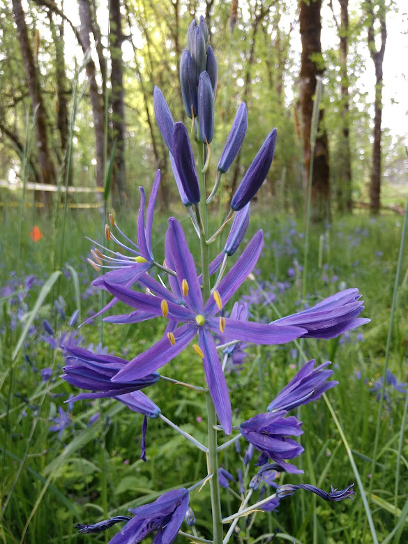 Great Camas blooming Early May 2021, Linfield University Cozine Creek McMinnville